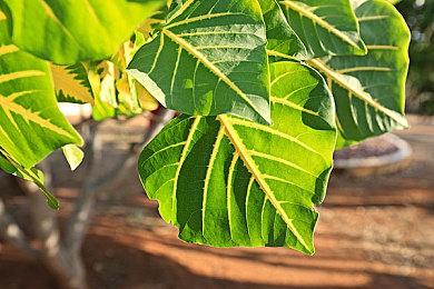 《布莱尔女巫：VR版》现已登陆了PSVR